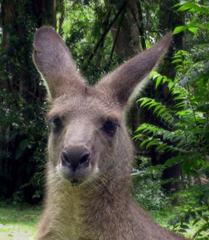 Lovelorn Kangaroo Stalks Women in Australian Outback