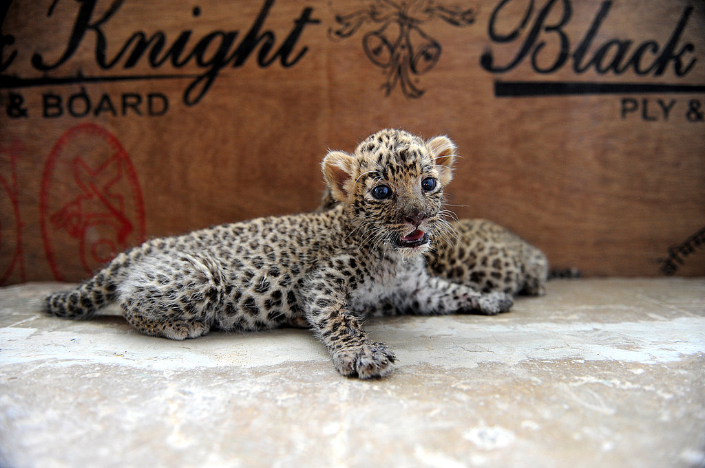 Baby Leopard Cubs Baby Leopard Cubs