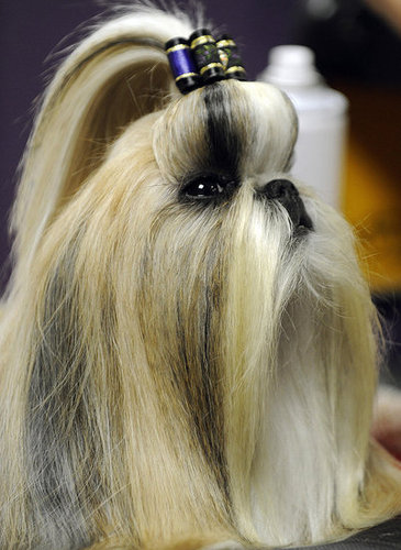 The Bouffant With a Bow The Bouffant With a Bow