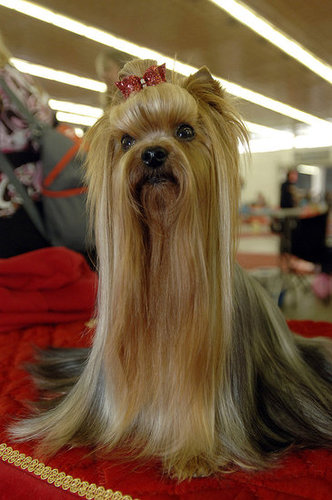 The "Are Those Extensions?" 'Do The "Are Those Extensions?" 'Do
