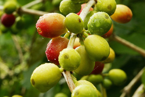 Cherries grow and ripen on coffee farms around the world. Cherries grow and ripen on coffee farms around the world.