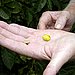 Coffee beans are extracted from coffee cherries in a stage known as processing.