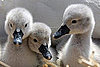 Photos of Baby Cygnets