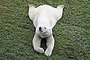 Pictures of Polar Bears at Zoo