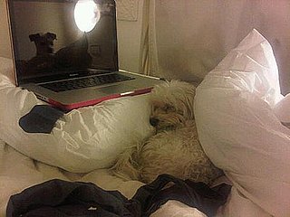 Serena Williams Tweets Picture of Dog Sleeping