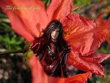 BLOOD ON FLOWERS