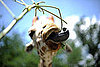 Caption This Pet Photo 2010-05-30 09:00:16