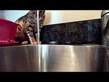 My Bengal's funny habits.