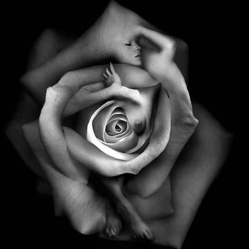 In Bloom