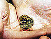 Pictures of a Baby Quail