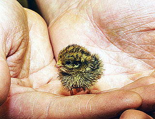 Pictures of a Baby Quail