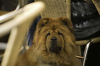 4 Steps For a Safe (and Fun!) Sidewalk Café Stay With Dogs