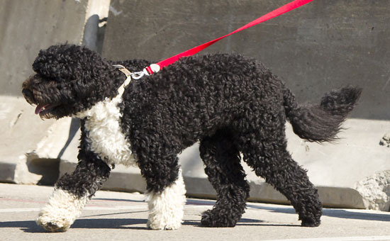 Bo Takes a Memorial Day Holiday to Chicago