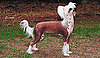 Chinese Crested Dogs Facts
