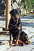 Rottweiler Facts