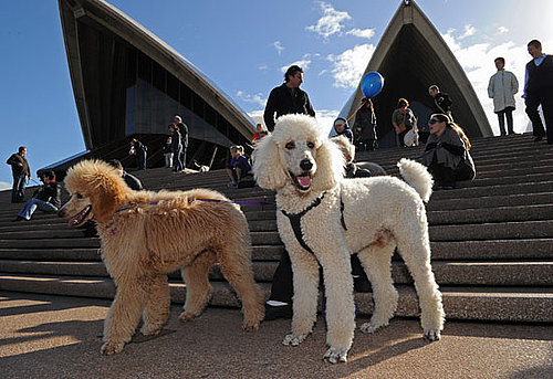 Music For Dogs at Vivid Live