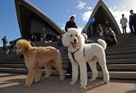 Music For Dogs Festival Takes Sydney By Storm