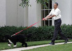 Pictures of President Obama's Dog at the Congressional Picnic