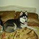 HuskyLover HuskyLover