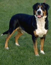 What Do You Know About Greater Swiss Mountain Dogs? 
