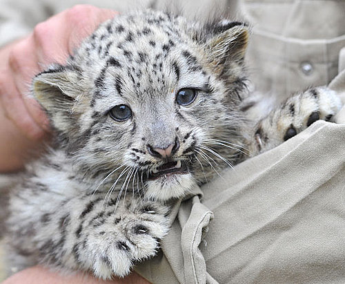 Pictures of Baby Snow Leopards
