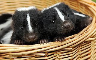 Pictures of Baby Skunks