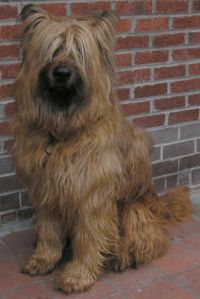 Trivia About Briards