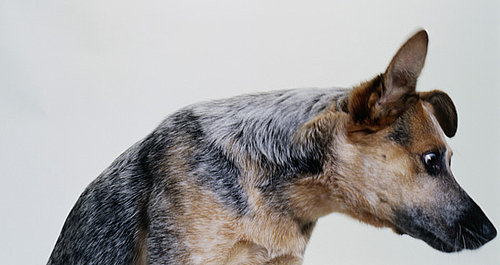 Australian Cattle Dog Facts