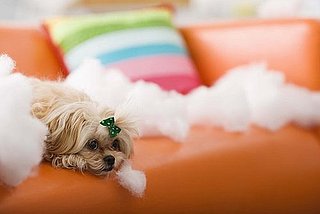 Dog Left $11 Million in Owner's Will