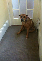 I Found a Dog, What Do I Do?