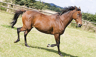 What Do Horse Acupuncturists Do