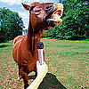 Funny Horse Pictures