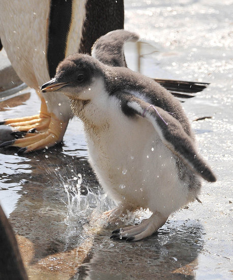 Baby Gentoo Penguin