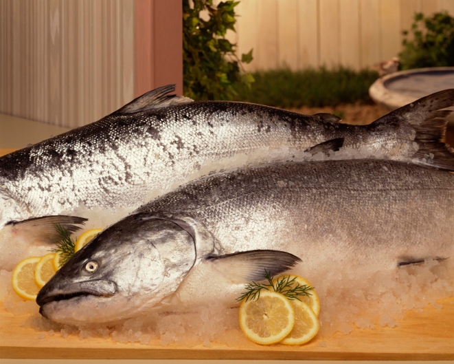 FDA Reviews Genetically Engineered Salmon FDA Reviews Genetically Engineered Salmon