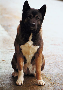 Facts About Akitas