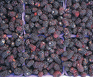 Nutritional Facts About Blackberries
