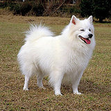 Dogs From the US Dogs From the US