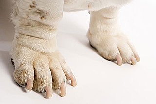 Epsom Salts Safe For Pets
