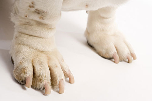 Epsom Salts Safe For Pets