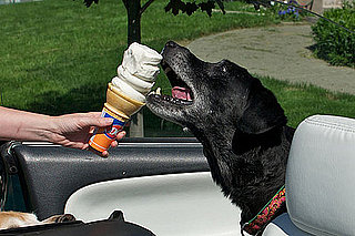 Can Dogs Have Ice Cream