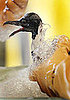 Help Oil Spill Animals and More Animal News This Week
