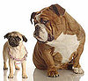 Smushed Face Dogs and Travel and Difficulty Breathing