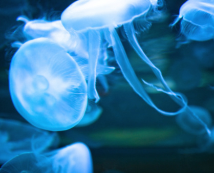 How to Avoid and Treat Jellyfish Stings