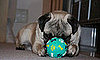 Where to Donate Pet Toys