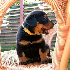 French Dog Breeds