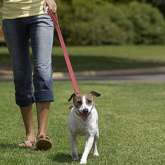 How Often Should I Walk My Dog