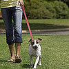 How Often Should I Walk My Dog
