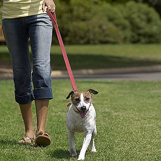 How Often Should I Walk My Dog