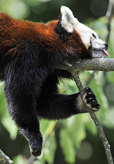 Pictures of Red Pandas 2010-07-18 09:00:28