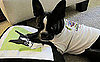 Pictures of Boston Terriers